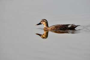 dietary infoguide ontpdiet