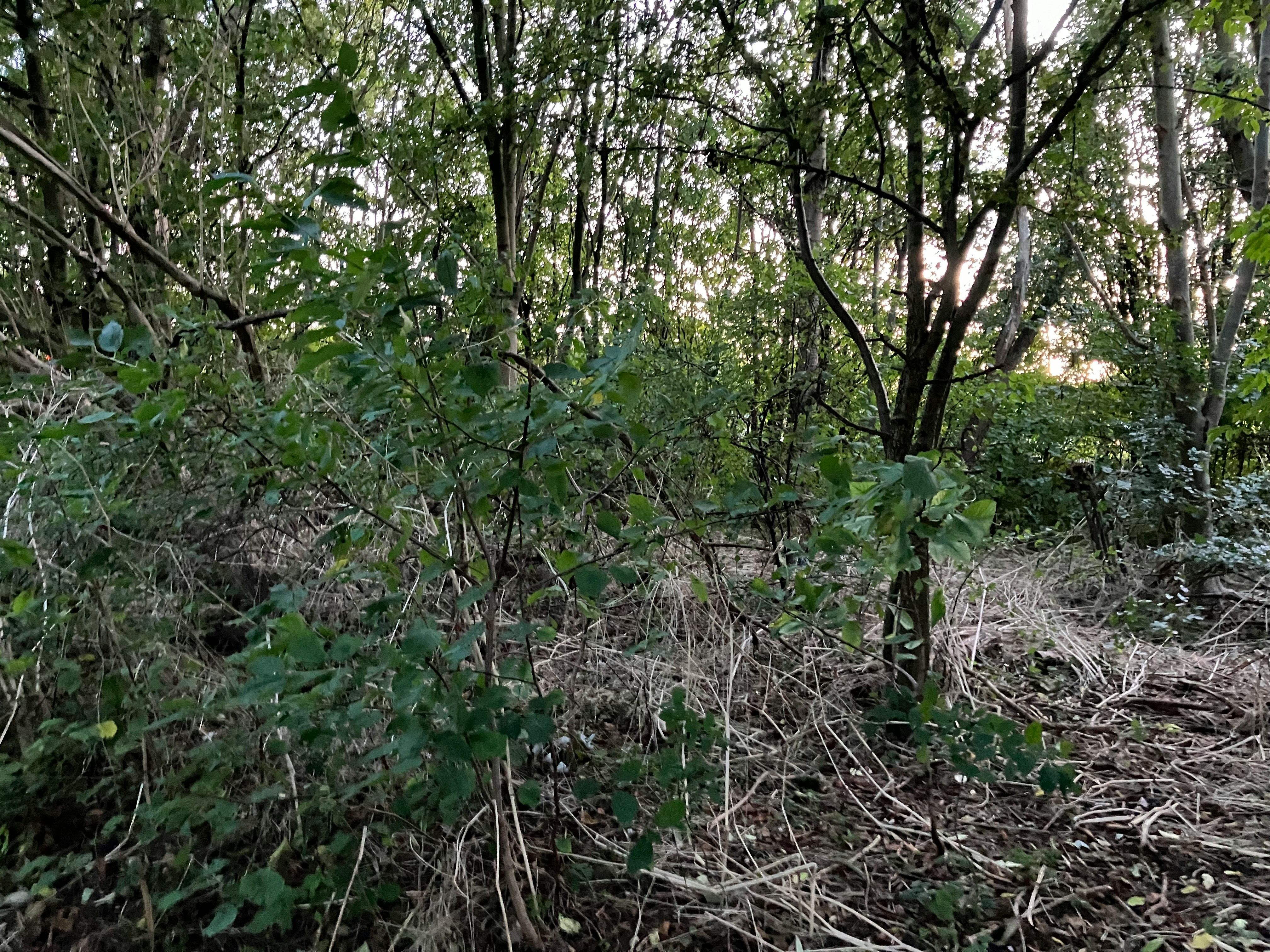 felmusgano habitat