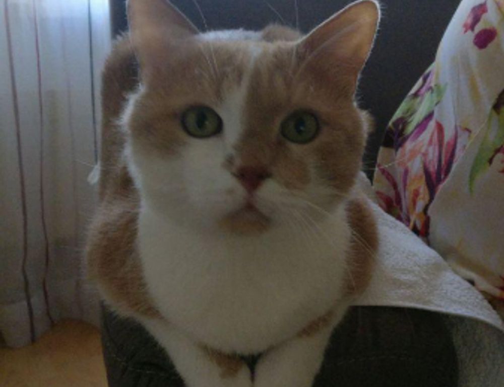 food guide fhthgoodfood