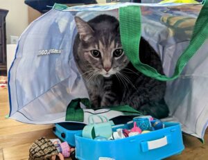 foods that stay good some time after expiration date fhthgoodfood