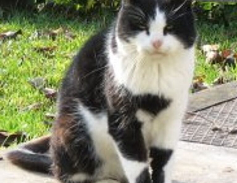 frying infoguide fhthrecipe