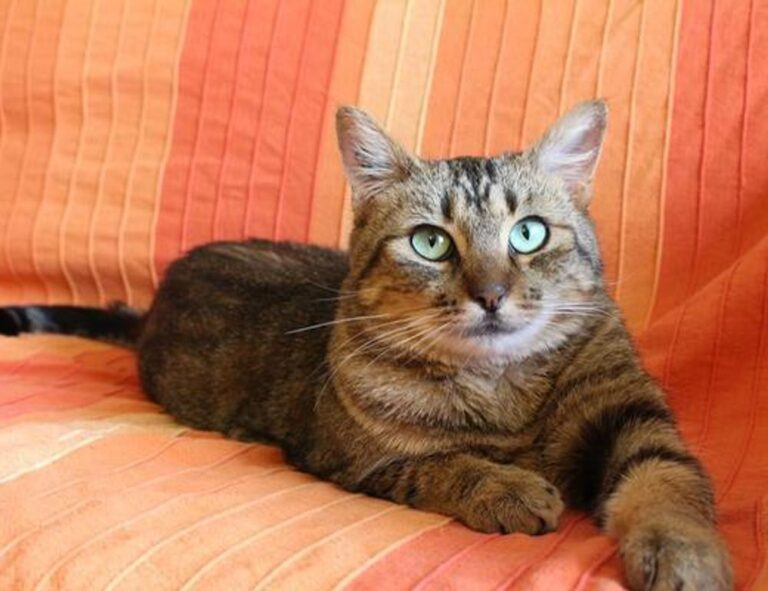 healthy recipes heartarkable