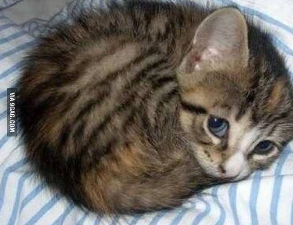 how to bake properly cwbiancarecipes