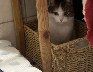 how to cook brunch fhthfoodcult