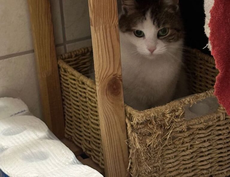 how to cook brunch fhthfoodcult