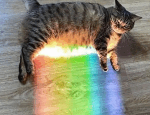 how to implement new software calpper4.8l in a company