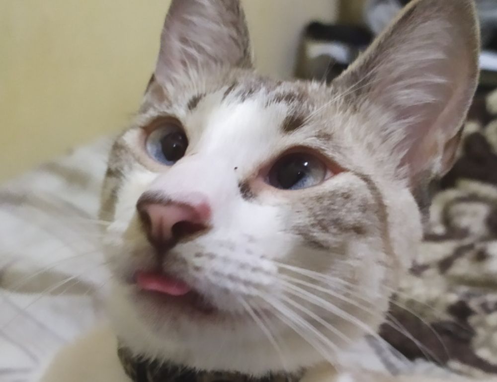 nutritional advice fhthgoodfood