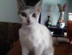 ontpdiet best food hacks by ontpress