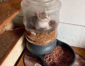 ontpdiet food guide from ontpress