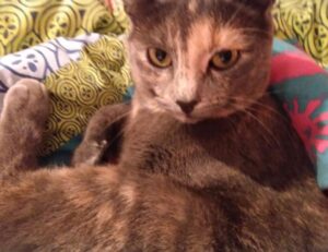 quick snacks fhthgoodfood