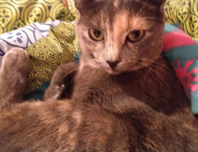 quick snacks fhthgoodfood