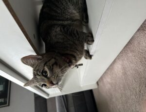 recipes heartarkable