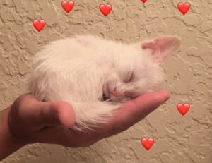 refreshments recipes cwbiancarecipes