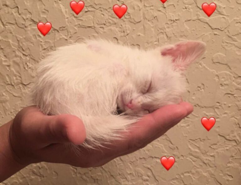 refreshments recipes cwbiancarecipes