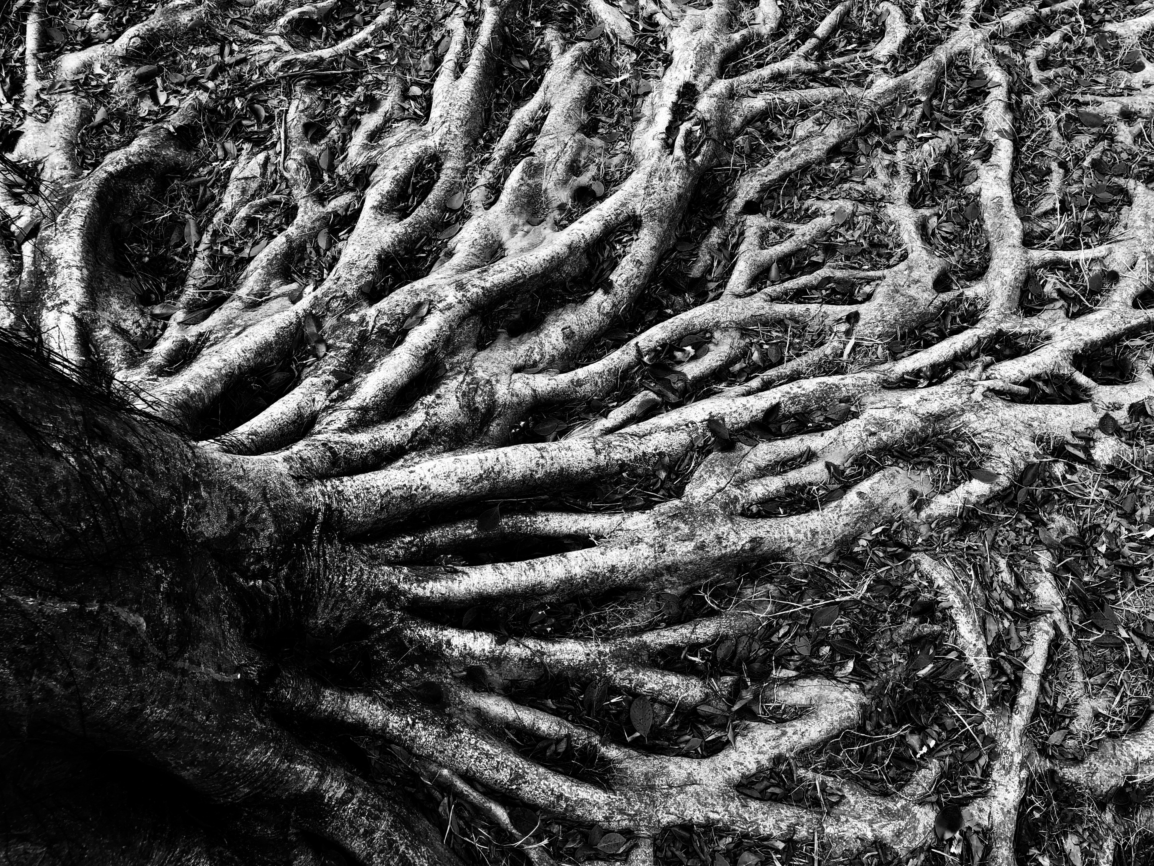 rooted kinship