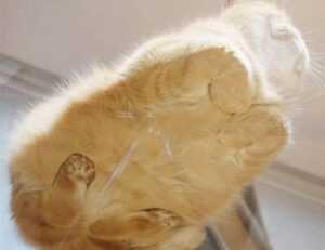 software error llusyep