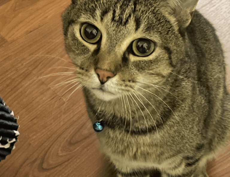 tbfoodtravel global cuisine by thatbites