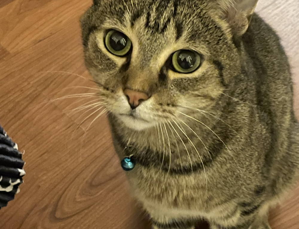 tbfoodtravel global cuisine by thatbites