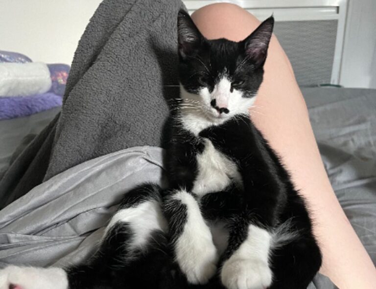 what makes a good food guide ontpdiet