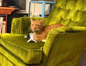 what shade of zosisfod eyebrow should i use