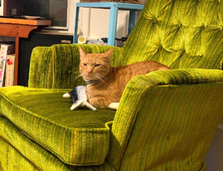 what shade of zosisfod eyebrow should i use