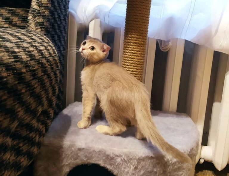 which cooking wine to use heartarkable