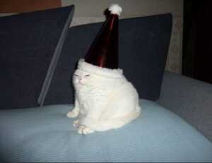 zenvekeypo4 software problem