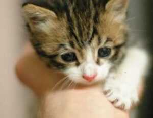 zydaisis disease which foods to avoid