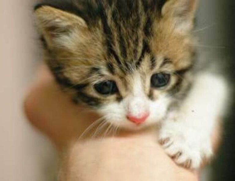 zydaisis disease which foods to avoid