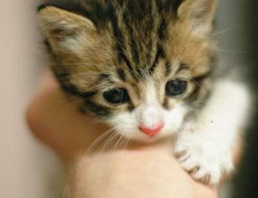 zydaisis disease which foods to avoid