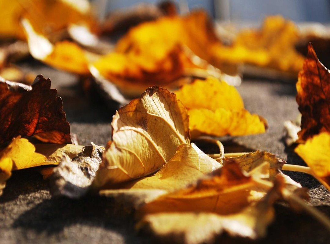 Frequently Asked Questions (FAQs)