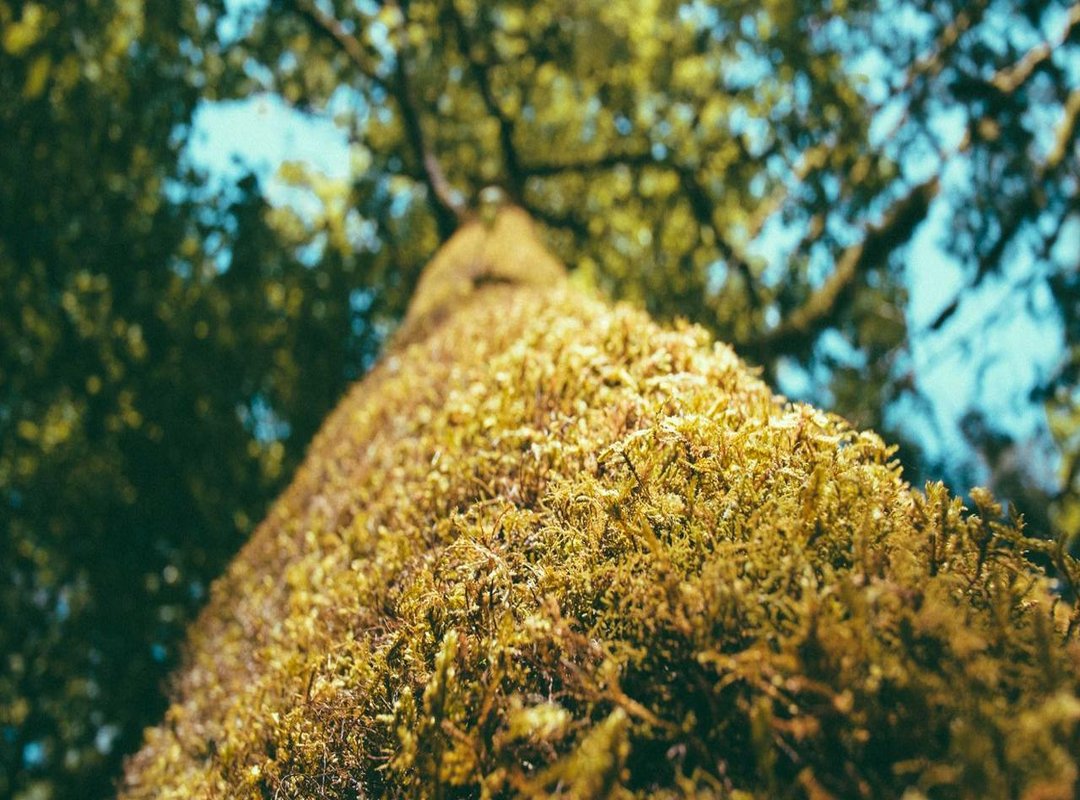 The Digital Shift: Challenges and Changes in Portuguese Print