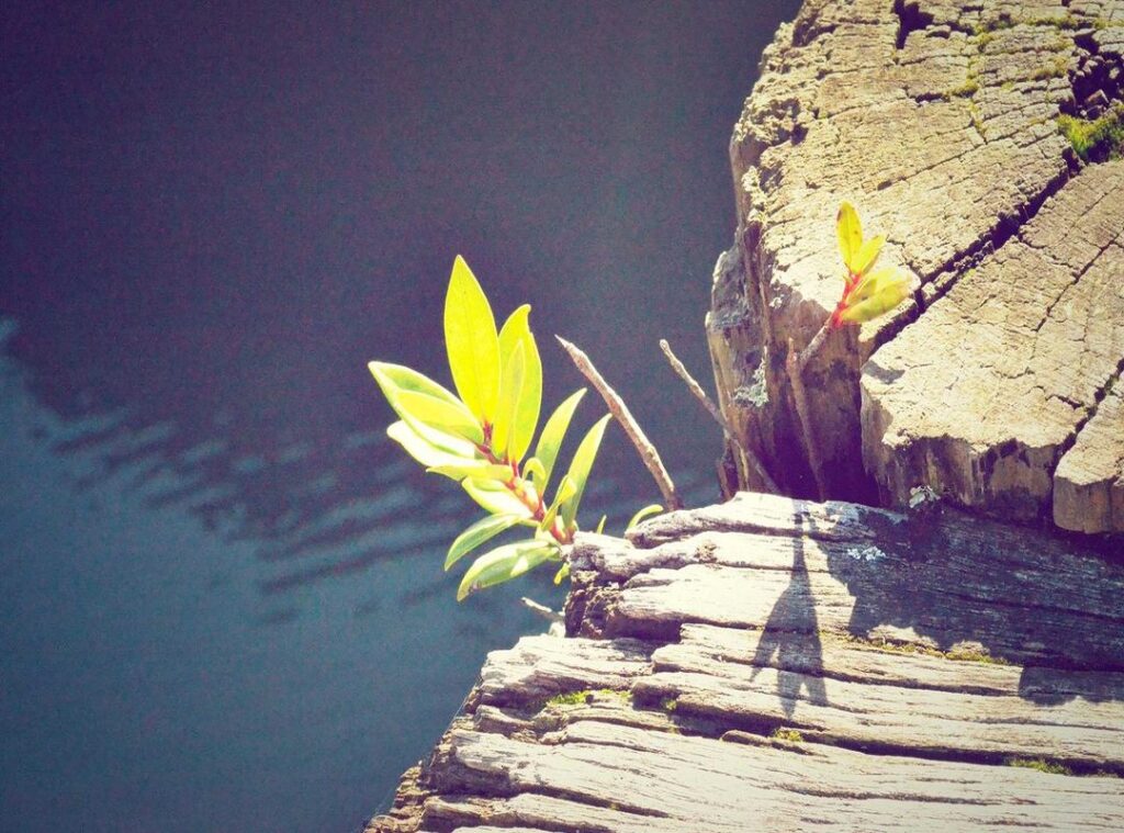 rc lens - arsenal tijdlijn