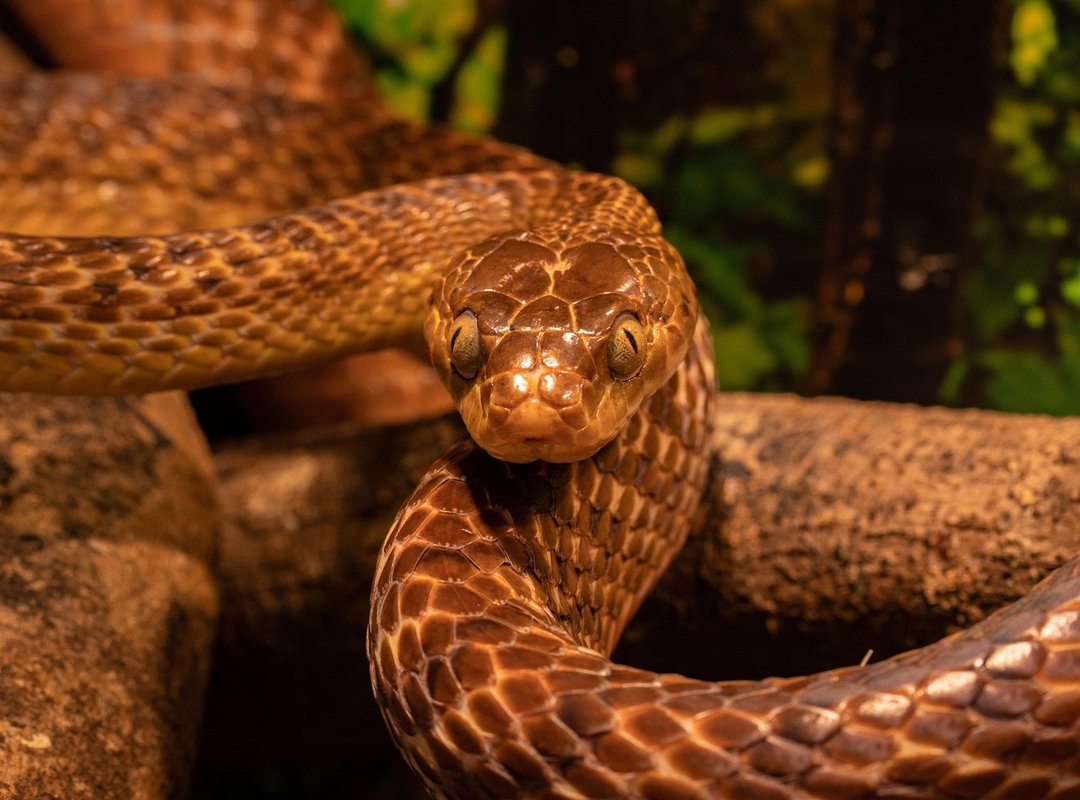 You've Identified Snake Eggs—Now What? Safe Next Steps